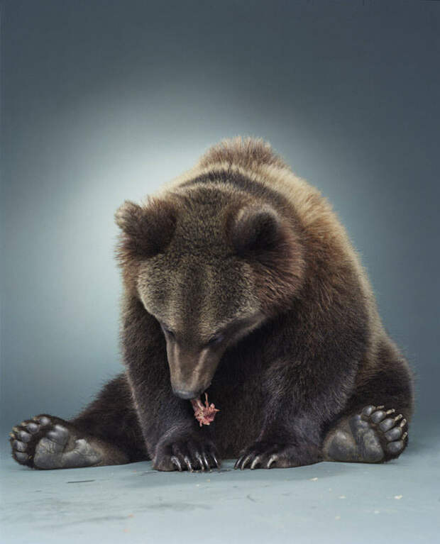 Ми-ми-мишки