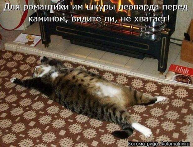 Лучшие котоматрицы недели Лучшие котоматрицы недели