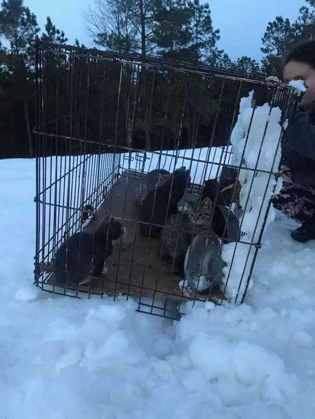 спасение котят коты заперты в клетке
