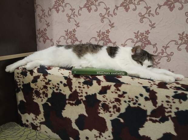 кошку приютили кошка лежит