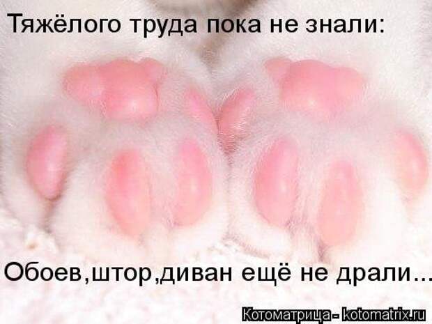 Свежая котоматрица для всех (38 фото)
