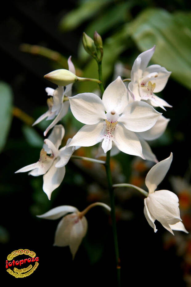 3421160571_5bf1429b9c_b[1] (466x700, 119Kb)