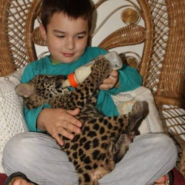 Детство в компании больших кошек jaguar, Тьяго, в мире, животные, люди, мальчик