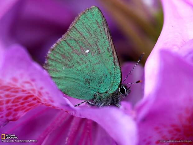natgeowllpprs08 natgeowllpprs08 990x742 Обои для рабочего стола от National Geographic за апрель 2013