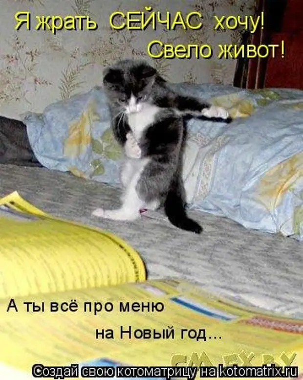 Кот джага джага