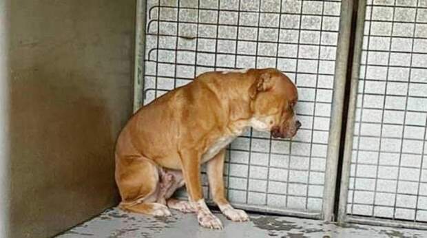 dog 24032020 dog