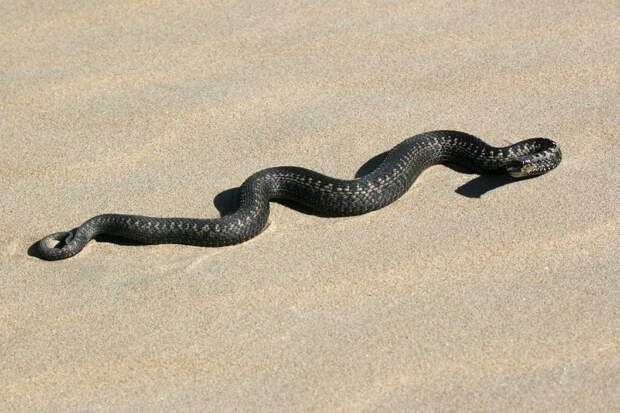 В Прикамье обнаружили новый вид змей