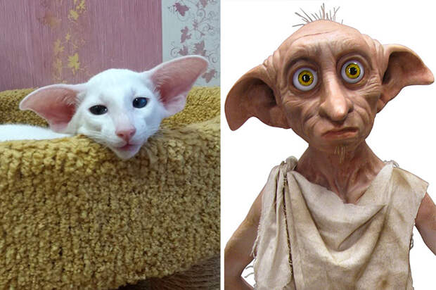 кот добби гарри поттер