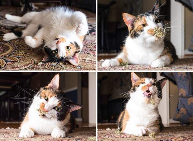 Коты и кошачья мята: вы еще не знаете, что такое кайф! животные, забавно, коты, кошачья мята, кошки, мило, смешно, фотоподборка