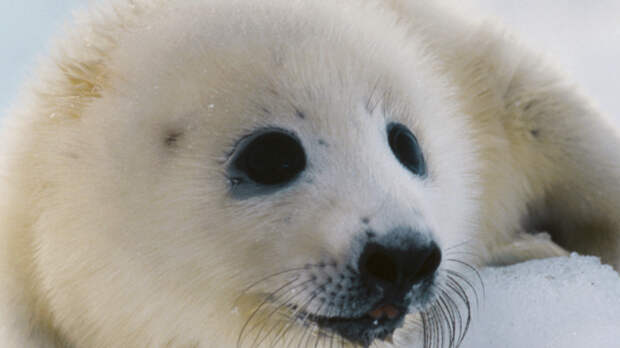 «Потерпи, малыш»: жители Байкала нарушили запрет, чтобы спасли атакованного воронами детеныша нерпы