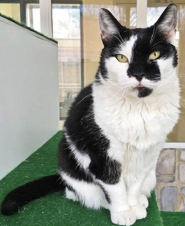 Старенькая кошка Кошка сидит