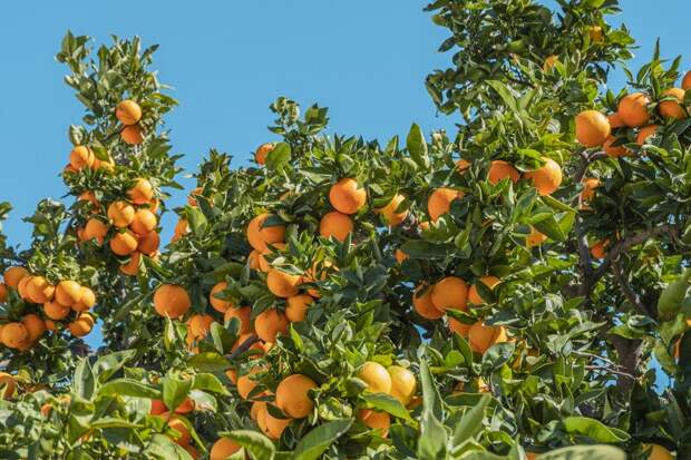 Неурожай цитрусовых в Бразилии привел к кризису в производстве апельсинового сока