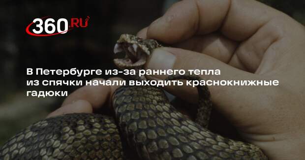 В Петербурге из-за раннего тепла из спячки начали выходить краснокнижные гадюки