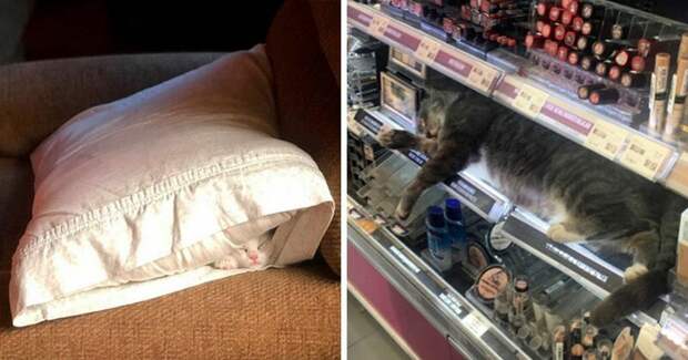 40 фото, доказывающих, что кошки могут спать где угодно