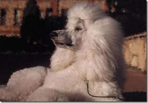 PoodleArt