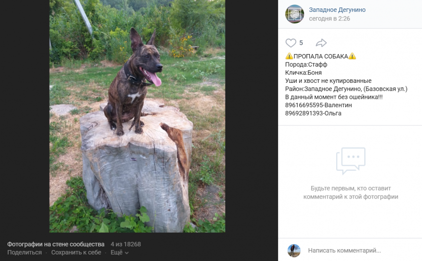 Фото дня: на Базовской пропала собака по кличке Боня