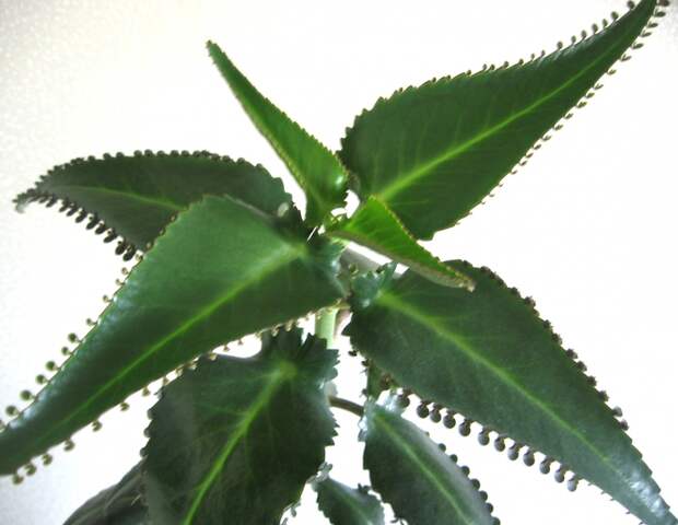 3407372_IMG_2798kopiya (700x542, 225Kb)