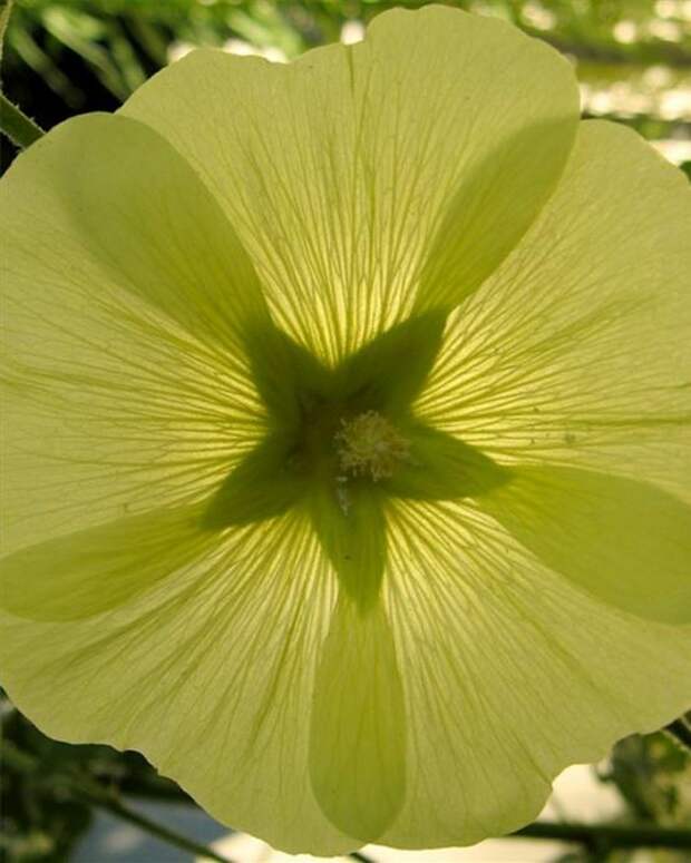 Шток-роза (Yellow alcea)