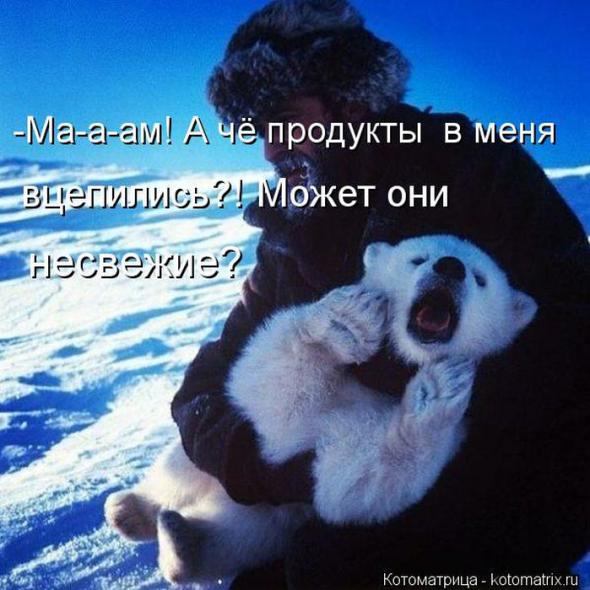 Котоматрицы (картинки с надписями)