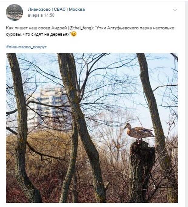 В усадьбе Алтуфьево утка лазает по деревьям