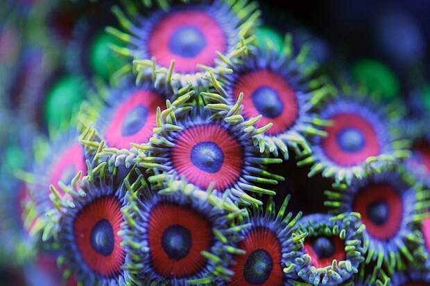 macroshots03 macroshots03 Удивительная макросъемка кораллов
