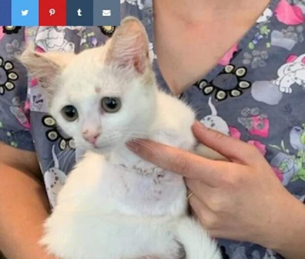 Кошка на руках Испуганная кошка