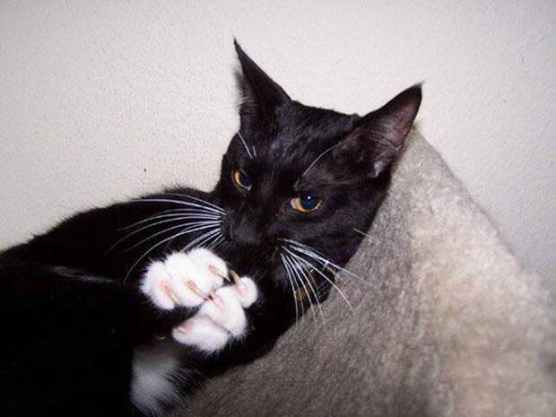 кошки, которые хотя убить своих владельцев, злые кошки