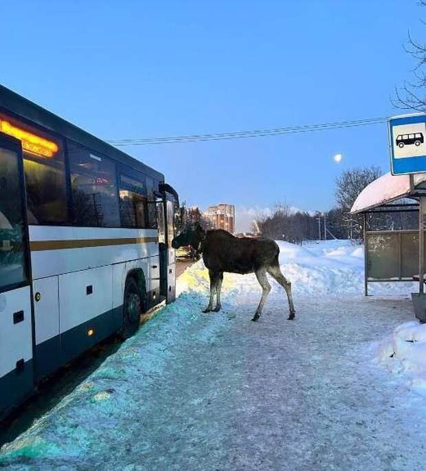 Лось пытался уехать по своим делам на автобусе в Москву — пассажира засняли на