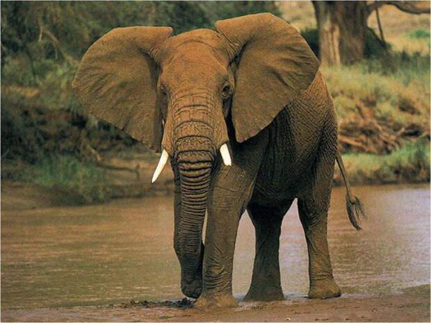 Продолжительность жизни слона. Сколько лет живет слон в различных условиях?