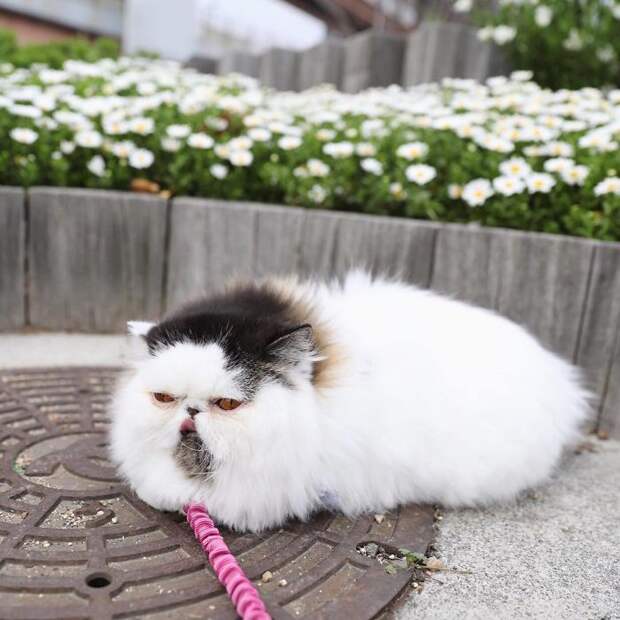 8 милых фото кота Зуу, который похож на недовольный шарик