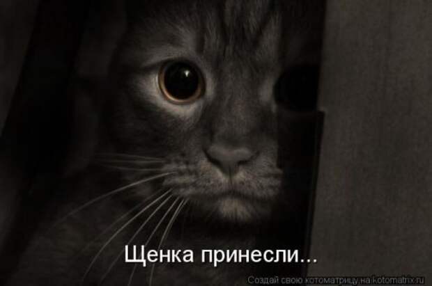 Лучшие котоматрицы недели (28 фото)