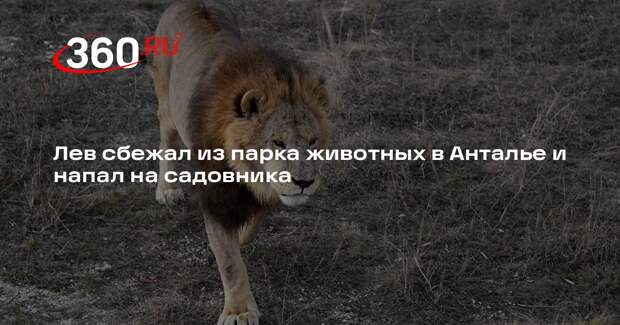 Сбежавшего в лес после нападения на жителя Антальи льва застрелили