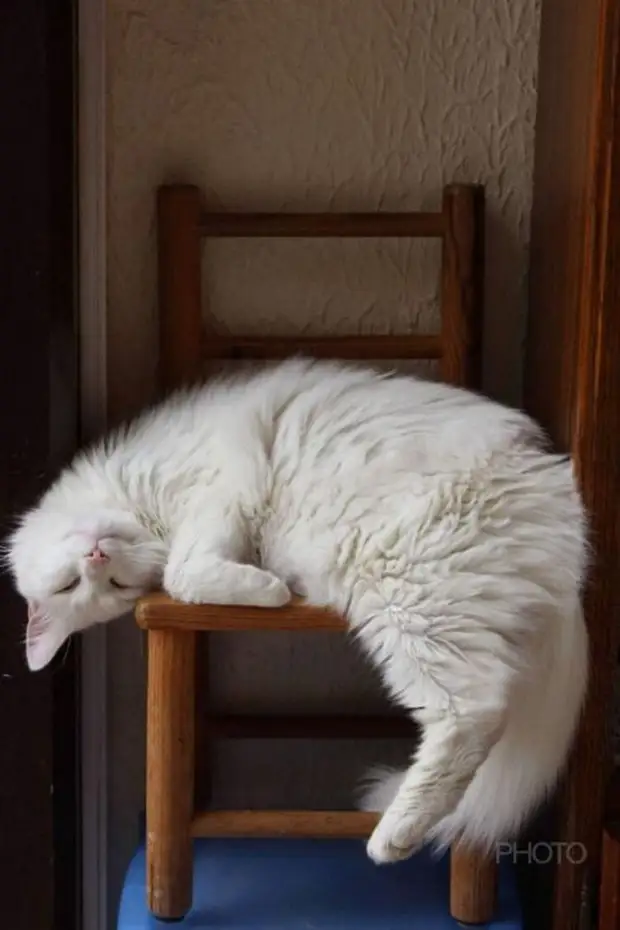 Для сна нет преград: 30 фото котов, которые это доказали