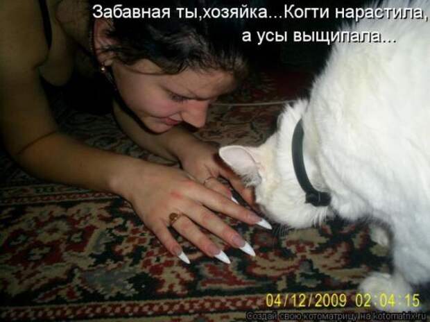 Котоматрицы (картинки с надписями)