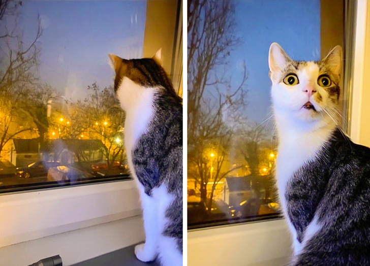 18 кошачьих привычек, которые заставляют людей восторженно пищать