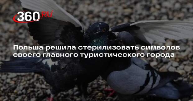 В Кракове запустили программу по системному контролю рождаемости голубей