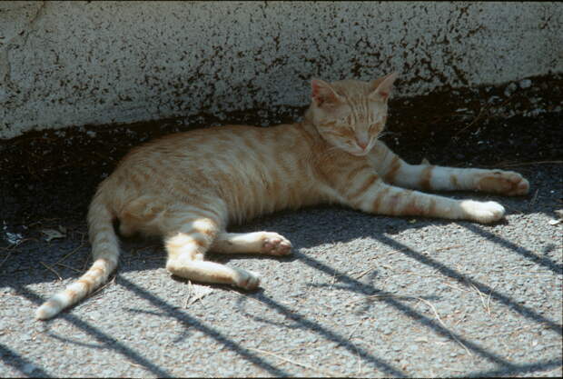 В Новосибирске ищут хозяев кошке Заре, которую хотели "утилизировать"