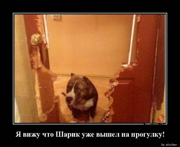 1589440005_demki-1.jpg
