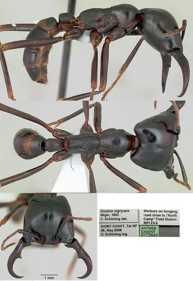 Dorylus nigricans (лат.) — вид средних по размеру кочевых муравьёв рода Dorylus из подсемейства Dorylinae, внутри семейства Formicidae муравьи, насекомые, опасные, страшные, фауна