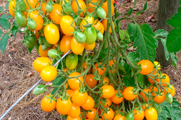 sladkie_sorta_tomatov7