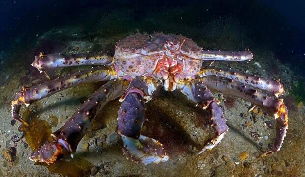 Фото: Морской камчатский краб
