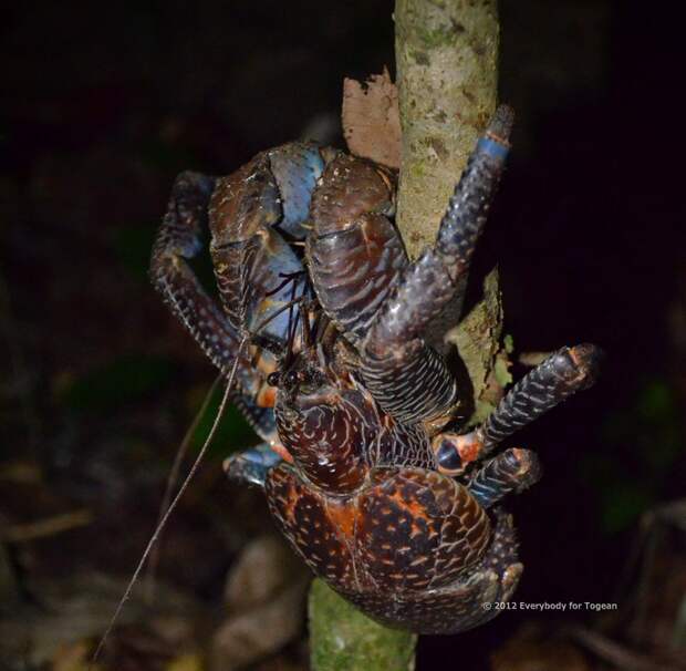 Coconutcrab17 Самый крупный представитель членистоногих, кокосовый краб!
