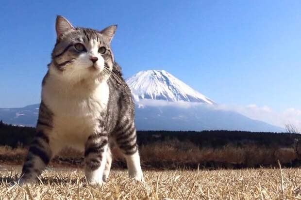 Фотогеничность зашкаливает: кот, который всегда замечательно выходит на снимках Нянкичи, животные, знаменитость, кот, фотогеничность, фотография, япония