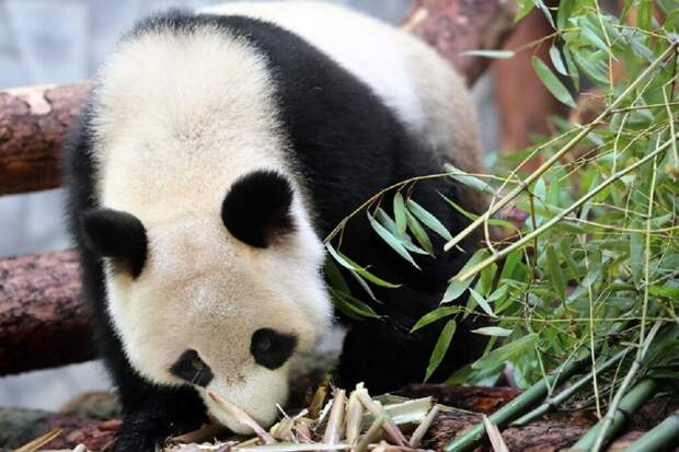 Китай забрал животных из японского «города панд» Сирахама