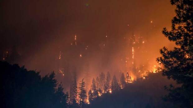 Россиянин случайно сжег огромную территорию леса на сумму около полумиллиарда рублей
