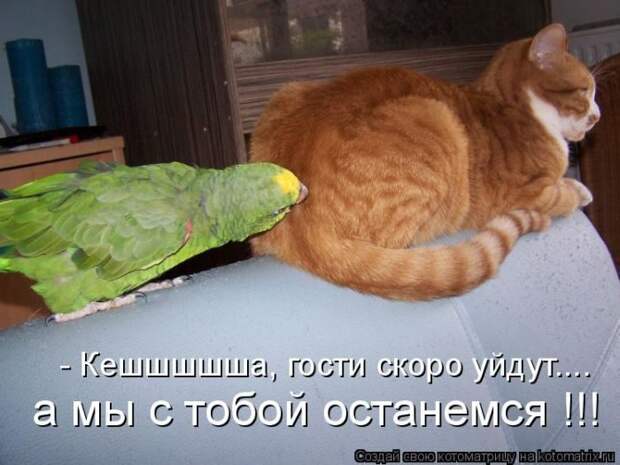 Лучшие котоматрицы недели