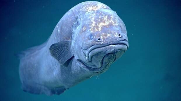 this-grumpy-looking-cusk-eel-is-pictured-at-a-depth-of-1585-feet