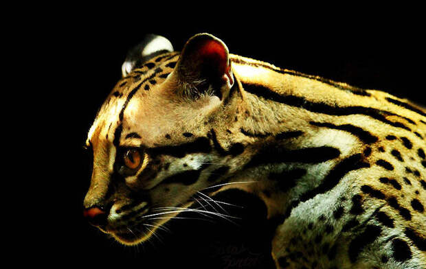 Фотография: Эти очаровательные оцелоты №22 - BigPicture.ru