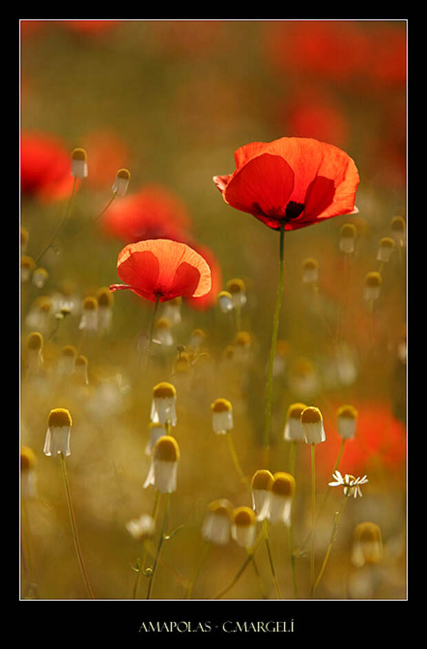 Amapolas