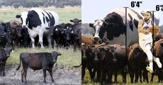 Двухметровая корова из Австралии стала звездой интернета Holstein Friesian, Myalup, Western Australia, giant, Астралия, животные, корова